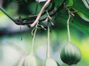 Dây khố rách - Kiến thức ĐÔNG Y